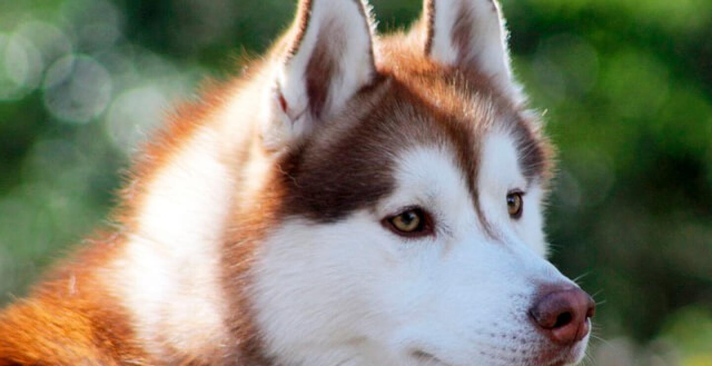 husky-perro.jpg