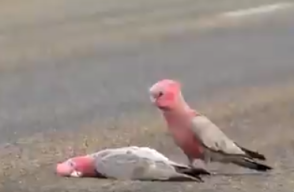 Cacatúas australianas 