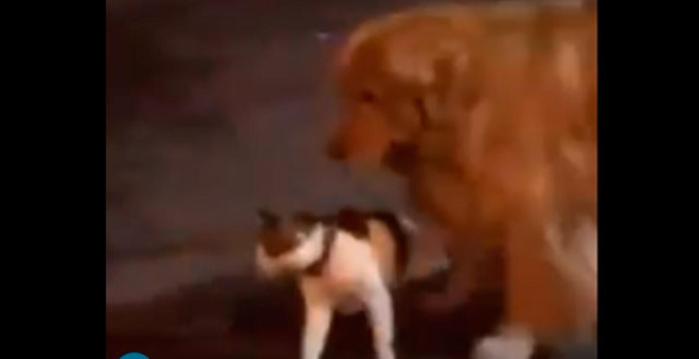 lmt_0.jpg