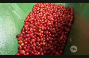 Conozca un innovador proyecto con el cultivo de café.jpg Conozca un innovador proyecto con el cultivo de café.jpg