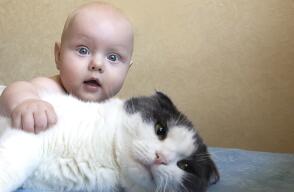 364117_gato970.jpg