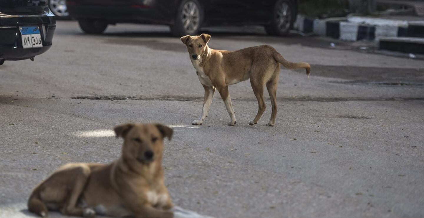 335866_BLU Radio. Perros - Referencia // Foto: AFP