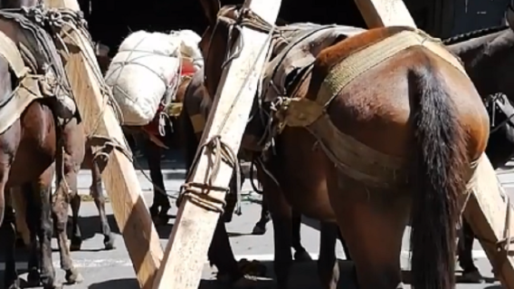 338845_BLU Radio. Denuncian maltrato animal en fiestas de Envigado / Foto: Captura de video