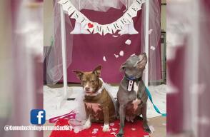 Facebook: @KennebecValleyHumaneSociety