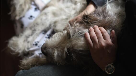 365681_Mascotas_Eutanasia // Foto: Referencia AFP 365681_Mascotas_Eutanasia // Foto: Referencia AFP