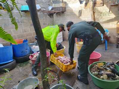 Capturan a cinco personas por vender carne de Tortuga Carey, una especie en peligro de extinción Capturan a cinco personas por vender carne de Tortuga Carey, una especie en peligro de extinción