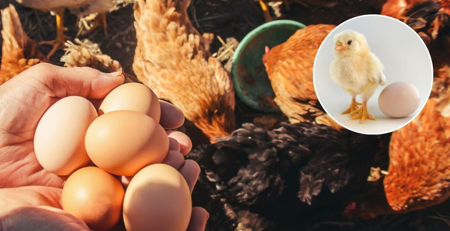 ¿Fue primero el huevo o la gallina? El misterio fue resuelto por la ciencia