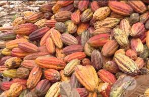 Cacao.jpg