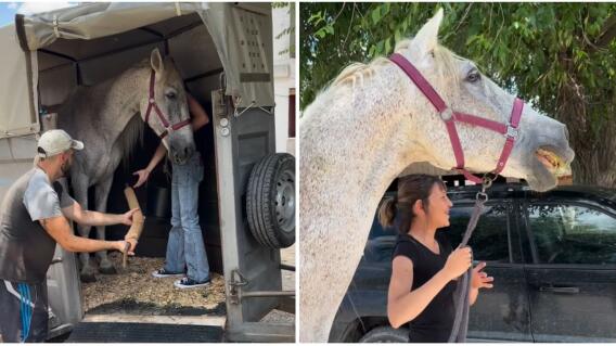 La conmovedora reacción de un caballo maltratado al llegar a un refugio
