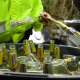 Incautan licor adulterado que iba a venderse en la Feria de las Flores: así cayó red criminal