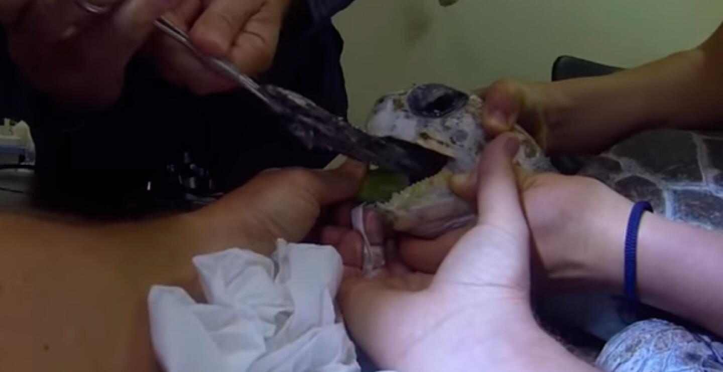 turttle.jpg