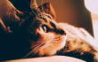 gato-2m.jpg