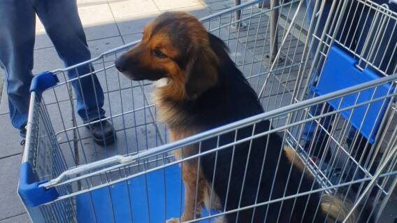 Perro abandonado en Homecenter Perro abandonado en Homecenter