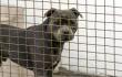 14512_La Kalle - Muere mujer atacada por perros - Foto: Getty Images