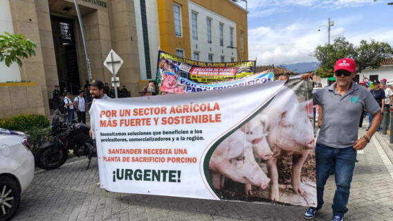 Porcicultores protestaron frente a la Gobernación de Santander.