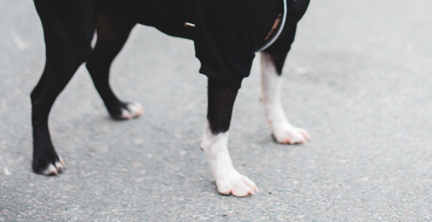 Perro