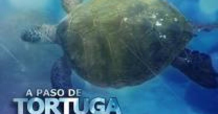 Bertie, la tortuga más rápida, registró una velocidad de 0,28 metros por segundo.