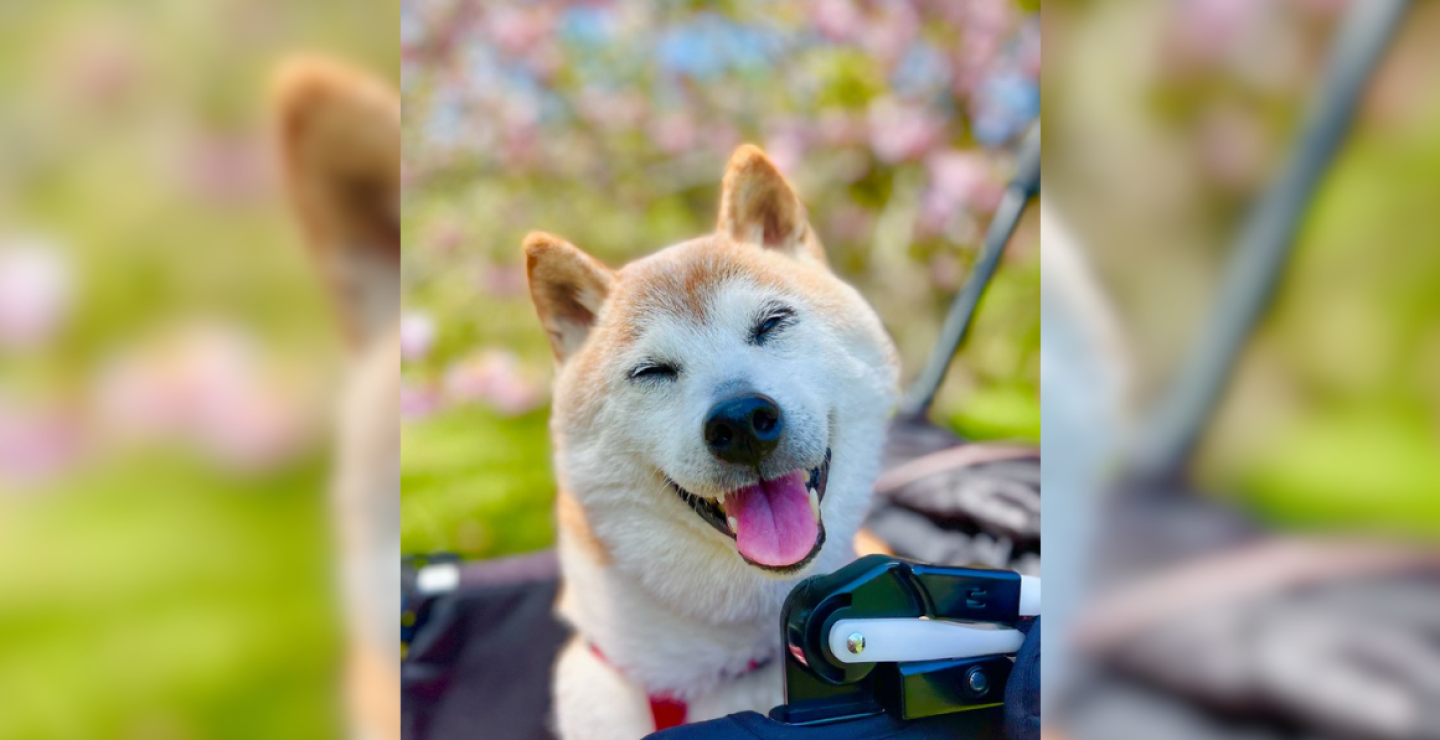Murió Kabosu, la perrita que se hizo viral por meme en Japón 