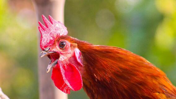 poultry-6878191_960_720.jpg poultry-6878191_960_720.jpg