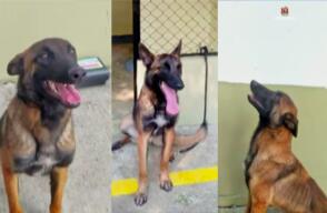 Wilson, el perrito extraviado en el Guaviare, sí estuvo con los cuatro niños: Ejército