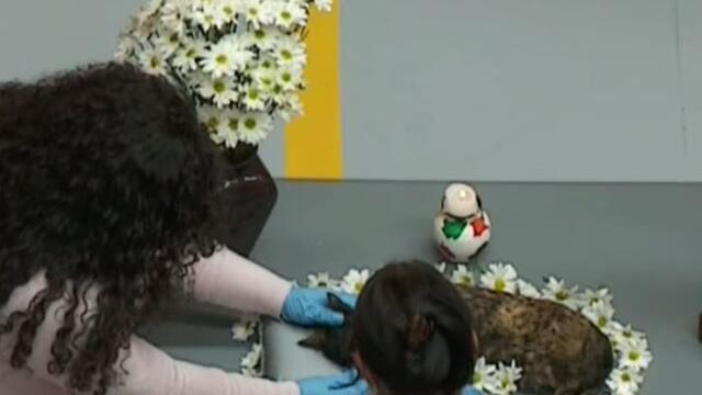 ¿Sabe cómo despedir a su mascota? Tenga en cuenta estas opciones antes de hacerlo ¿Sabe cómo despedir a su mascota? Tenga en cuenta estas opciones antes de hacerlo