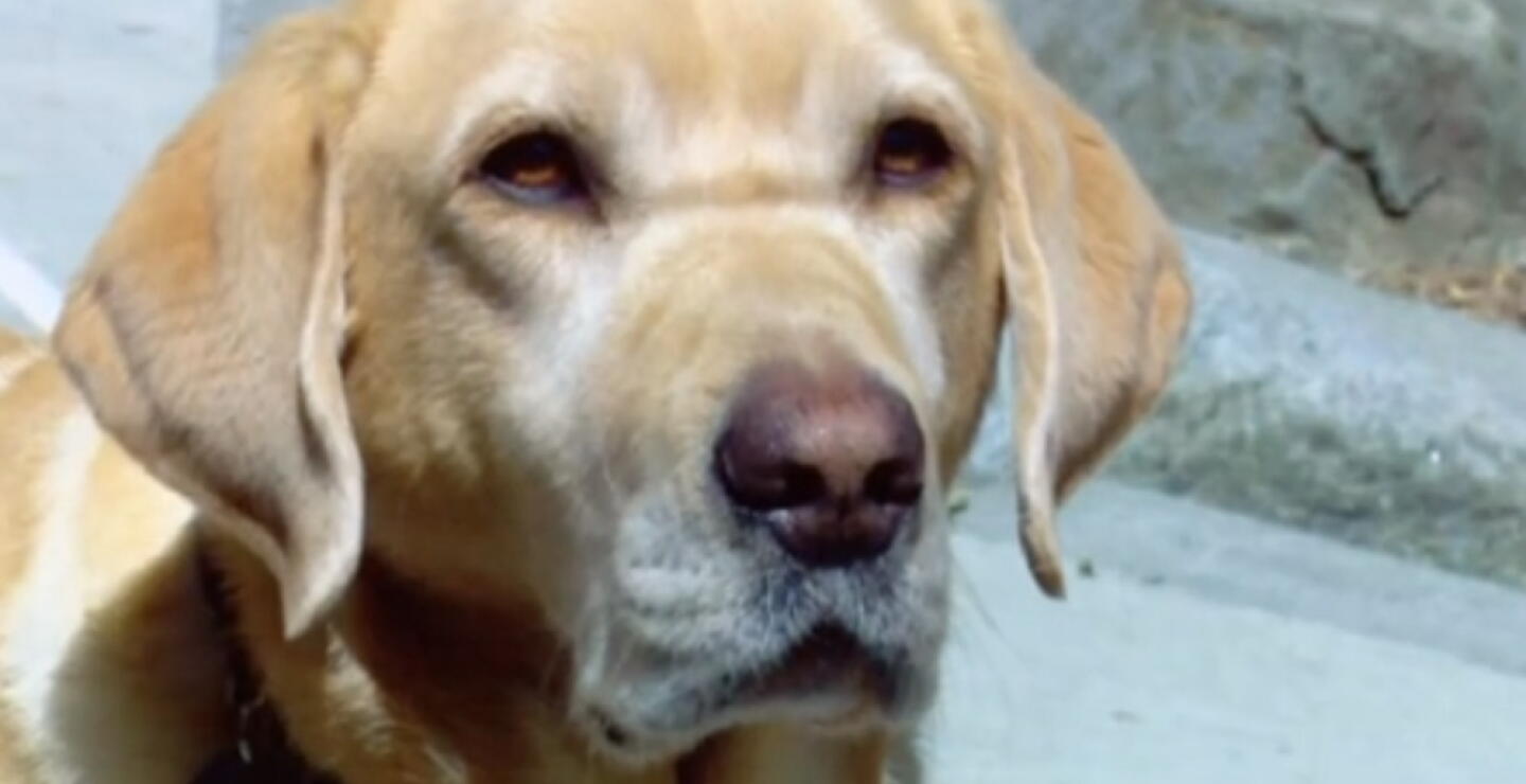 Un hombre invidente denuncia que no lo dejaron entrar con su perro guía a un restaurante