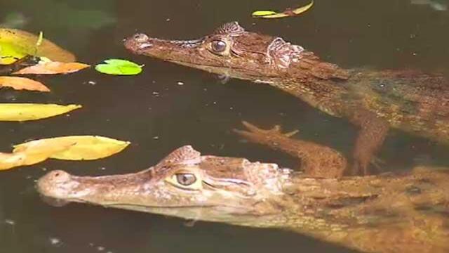 Niños de Nuquí, Chocó, aprenden a proteger las babillas de los cazadores