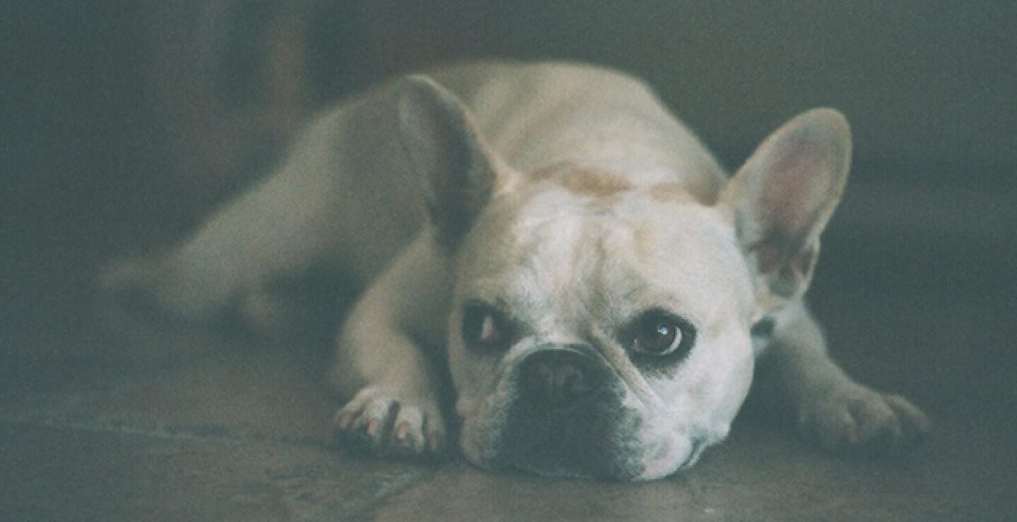 bulldog-frances.jpg