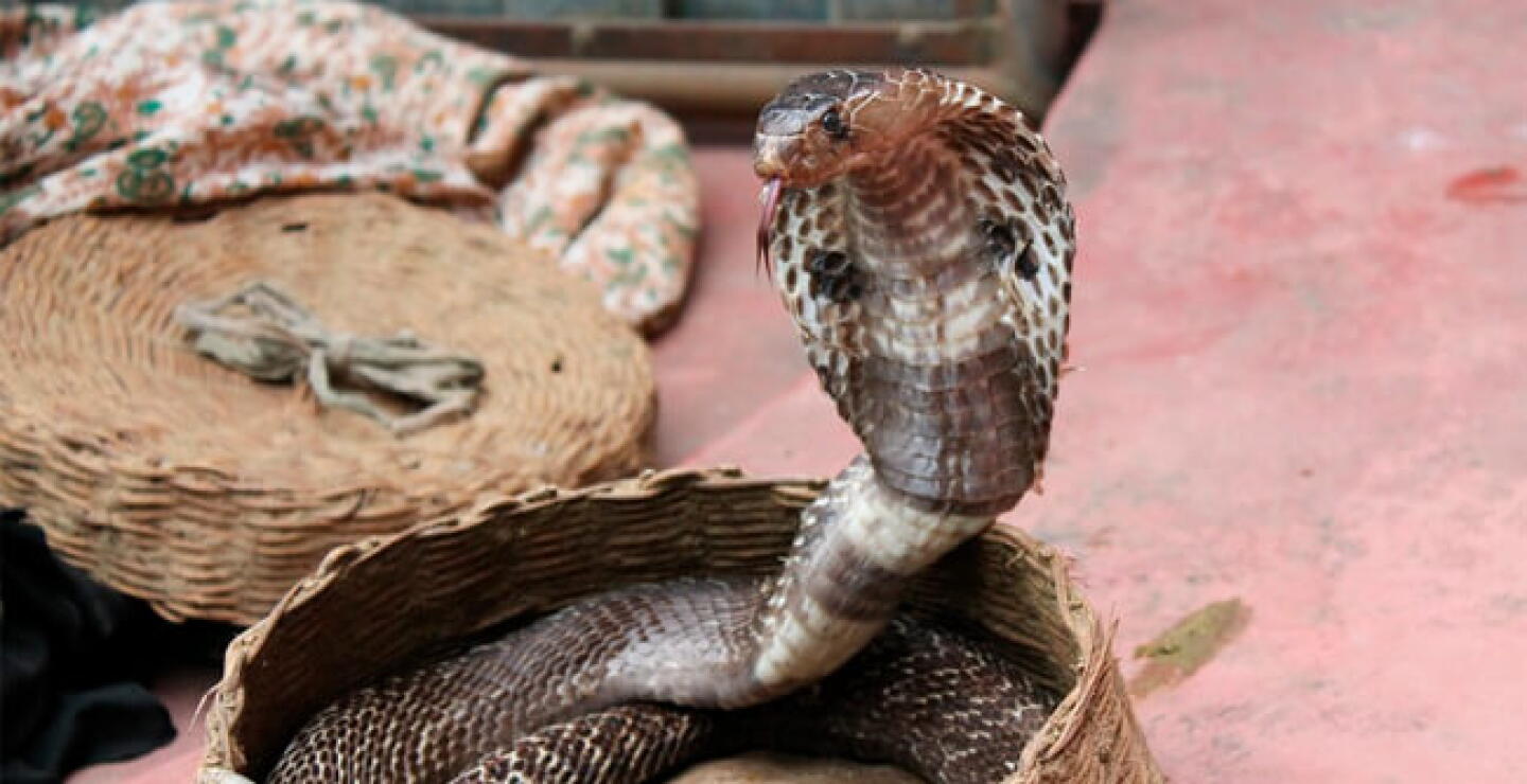 cobra.jpg