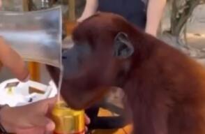 Maltrato animal