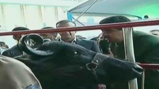 ¿Me van a acompañar? Maduro ya no le habla a los pajaritos sino a las vacas