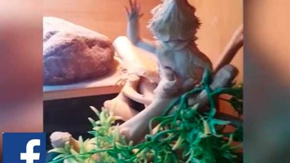 El saludo del lagarto que ha superado los 54 millones de reproducciones en Facebook