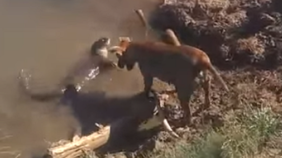 337680_BLU Radio. Graban juego entre un perro y una nutria en Puerto Nare / Foto: Captura de video