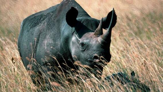 rino.jpg