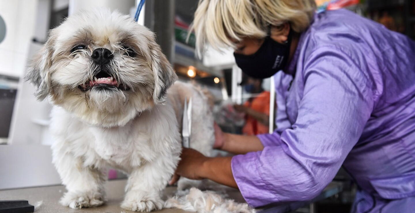 369733_Un año de perro no equivale a siete humanos // Foto: AFP imagen de referencia