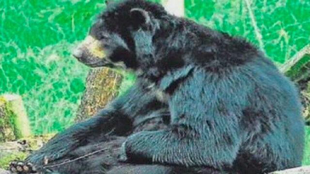 Zoológico de Barranquilla rechaza habeas corpus a favor de Chucho, el oso de anteojos