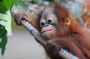 377747_orangutan_2.jpg