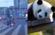 23166_Perro es confundido con un panda // FOTO: Pixabay - captura de video