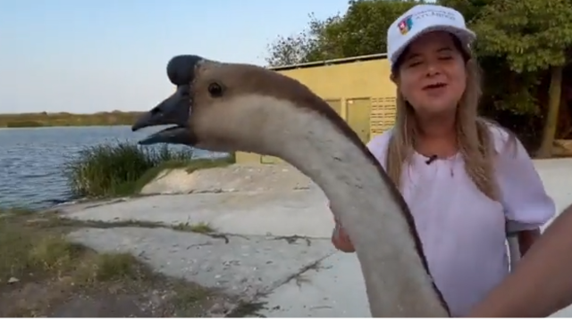 Elsa Noguera introduce gansos a un lago pensando que son cisnes Elsa Noguera introduce gansos a un lago pensando que son cisnes