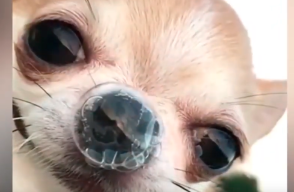 360884_chihuahua970.png