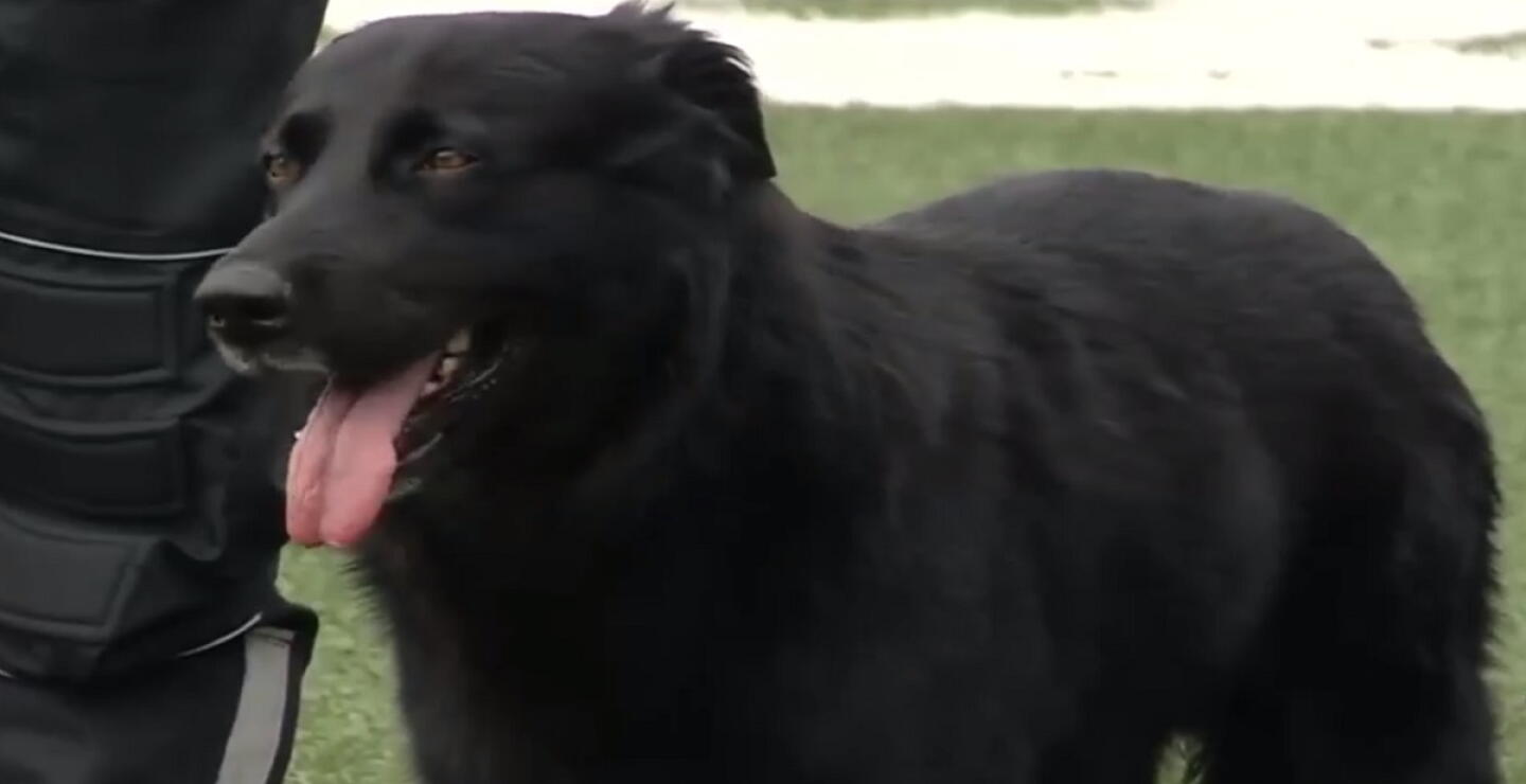 Tony Camacho, el perrito guardián que vive en El Campín y que enamora a hinchas 