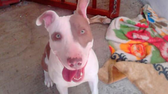 perro_9.jpg