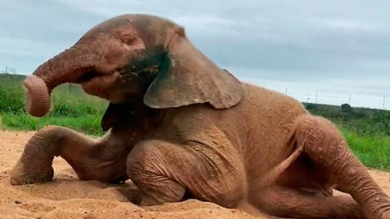 elefante-albino-sudafrica.jpg elefante-albino-sudafrica.jpg