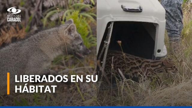 Un tigrillo y un zorro regresan a su hábitat luego de ser rescatados de malas prácticas humanas Un tigrillo y un zorro regresan a su hábitat luego de ser rescatados de malas prácticas humanas