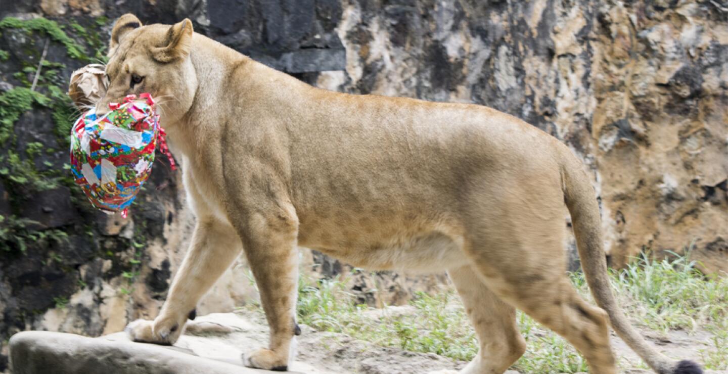 275582_Foto: Zoólogico de Cali