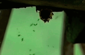 171014-ataque-abejas.gif