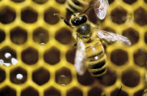 200515_abejas.jpg