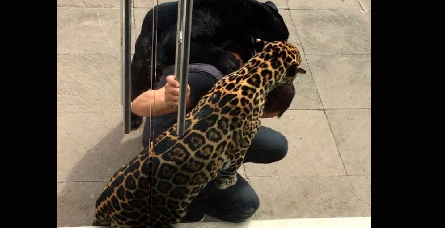 tigre Matzu, leopardo Celis