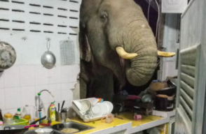 Elefante