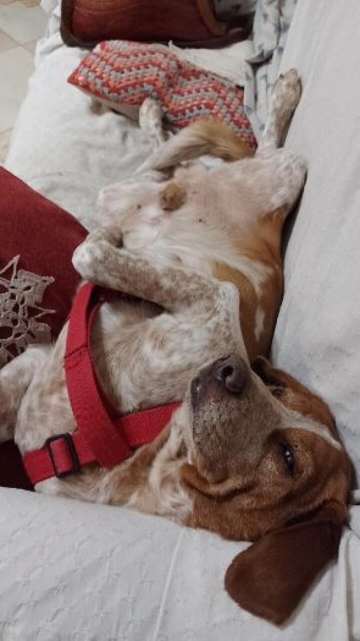 Joven buscaba desesperada a su perro y se enteró que estaba “preso” por morder a un policía